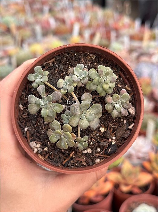 Sedum spathulifolium ‘purpureum’