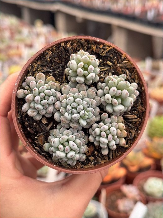 Graptopetalum pachyphyllum blue bean
