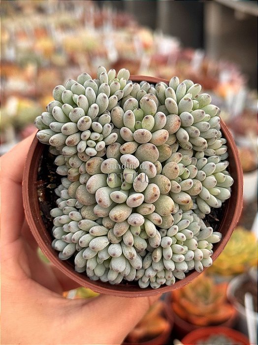 Graptopetalum pachyphyllum blue bean