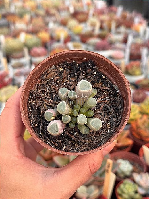 Fenestraria aurantiaca (dedo de E.T)