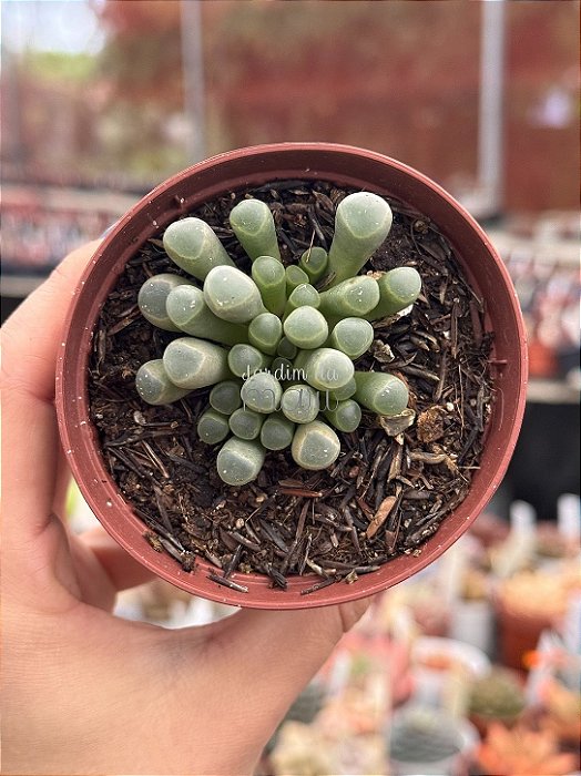 Fenestraria aurantiaca (dedo de E.T)