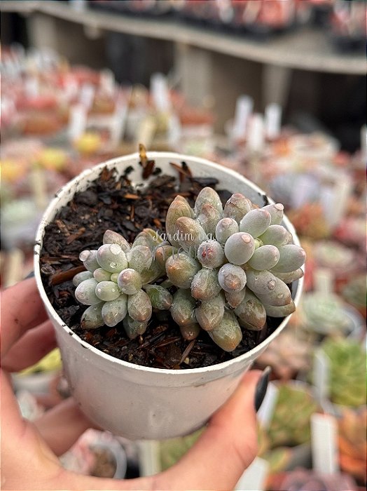 Pachyphytum baby finger