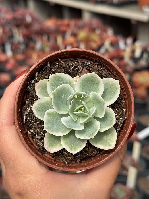 Echeveria lemon rose variegata