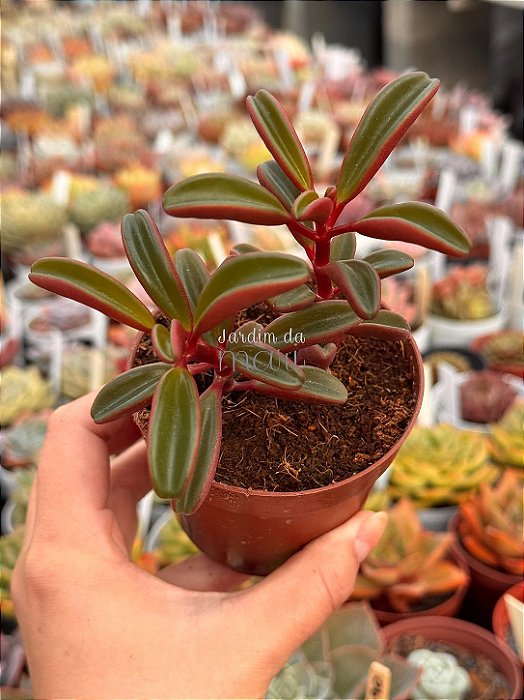 Peperomia graveolens