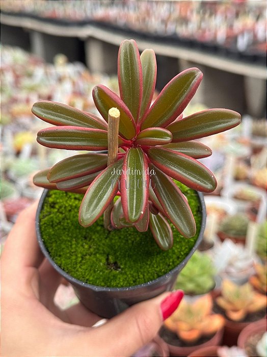 Peperomia graveolens