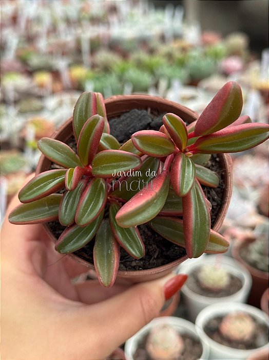 Peperomia graveolens