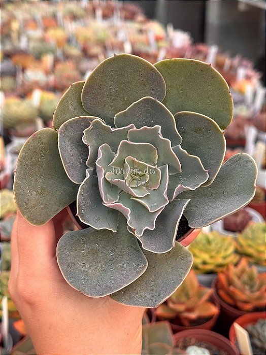 Echeveria camisole
