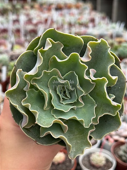 Echeveria camisole