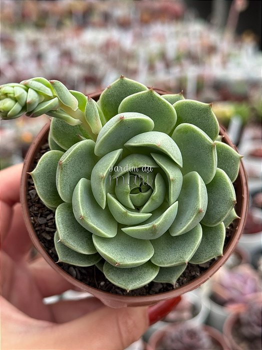 Echeveria ben badis
