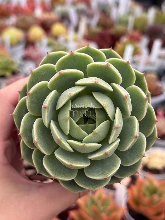 Echeveria ben badis