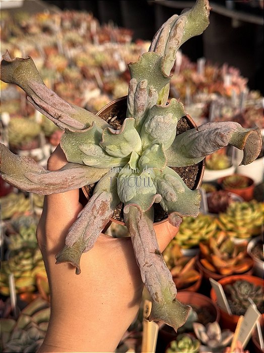 Echeveria culibra