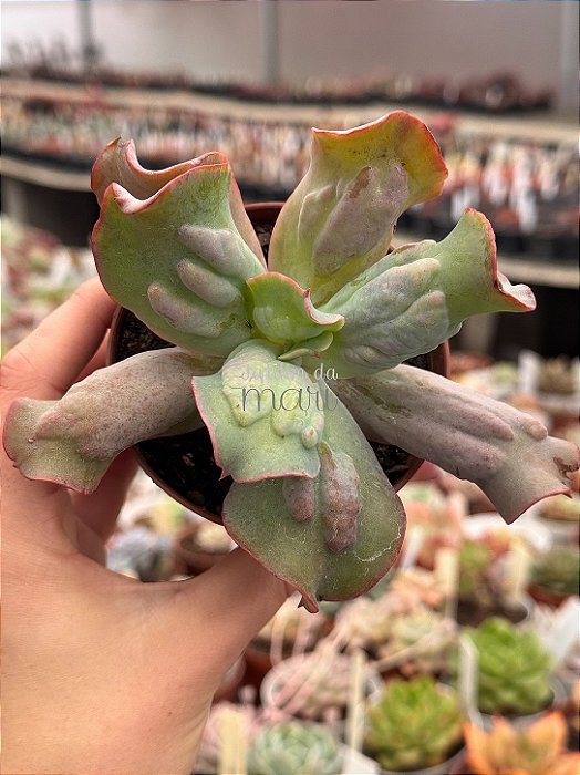 Echeveria culibra