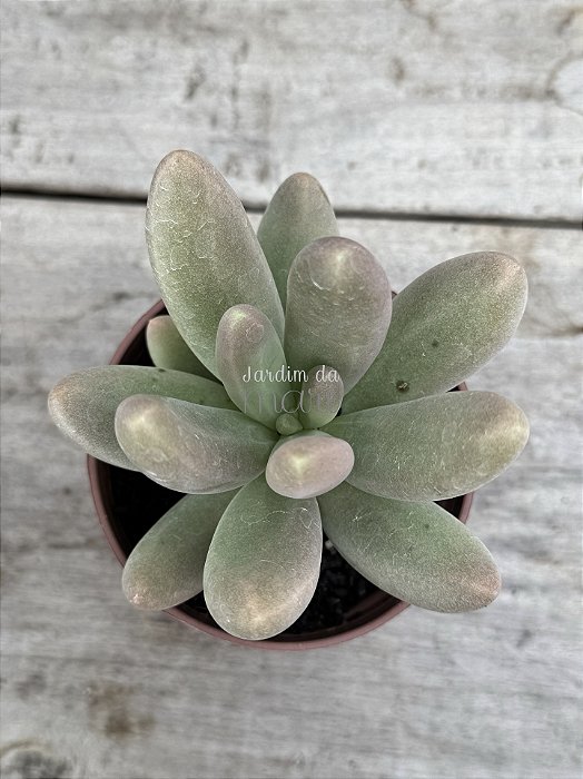 Pachyphytum fittkaui