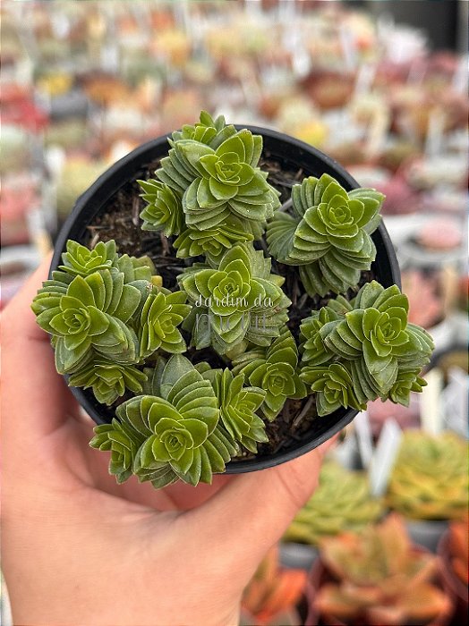 Crassula stagnol