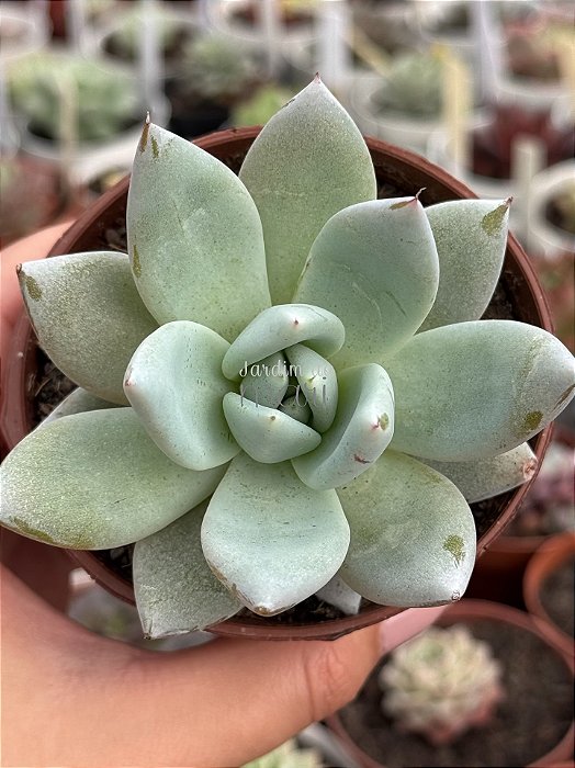 Echeveria colorata mexican giant