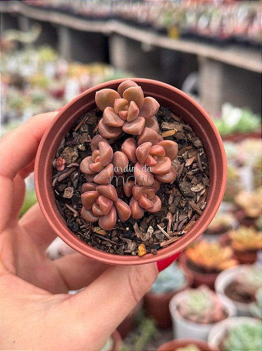 Graptosedum adria bubaloo