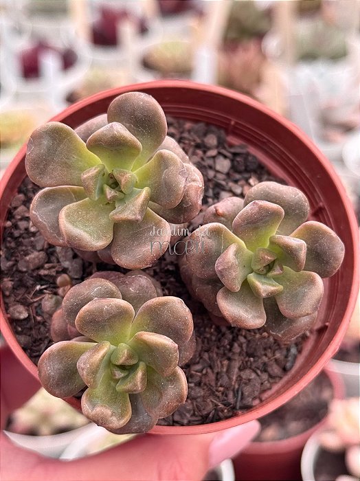 Graptosedum adria bubaloo (colônia)