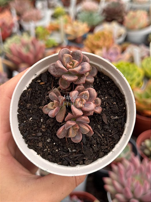 Graptosedum adria bubaloo (colônia)