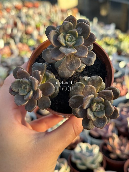 Graptosedum adria bubaloo (colônia)