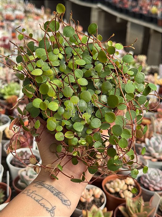 Peperomia rotundifolia (colar de lentilhas)