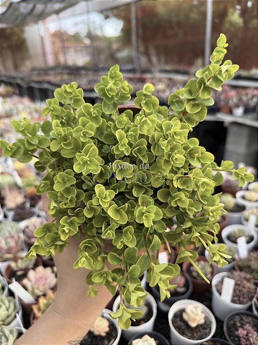 Peperomia rotundifolia