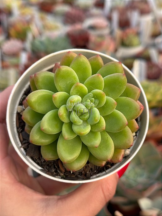 Sedum shangrilla