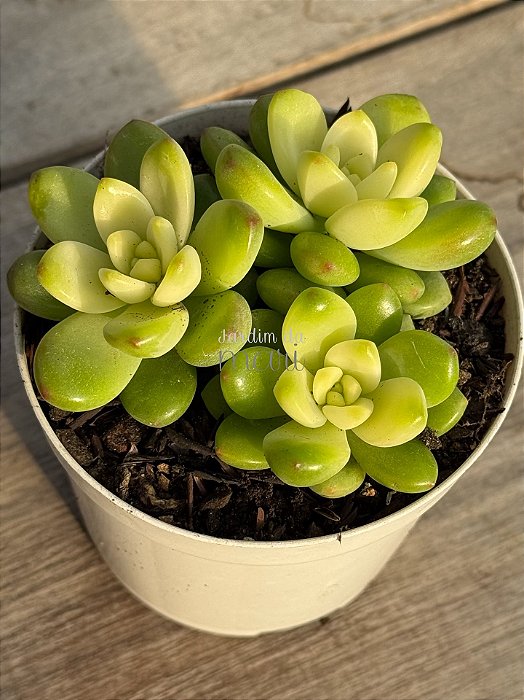 Sedum shangrilla variegata