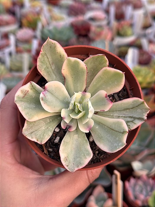 Echeveria japan moon river variegata