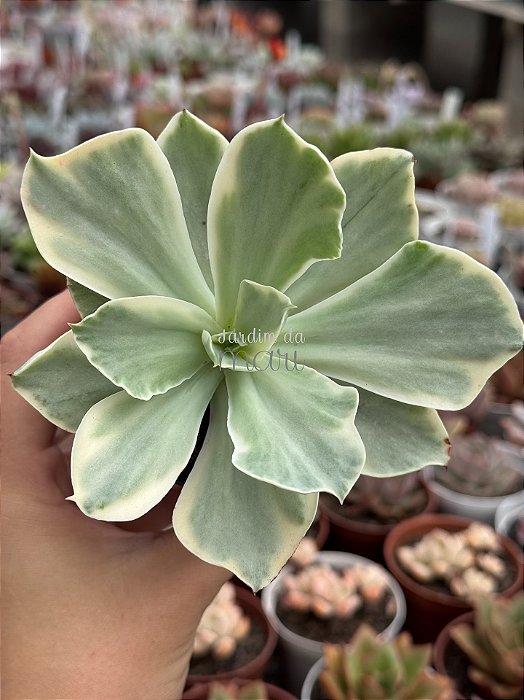 Echeveria japan moon river variegata