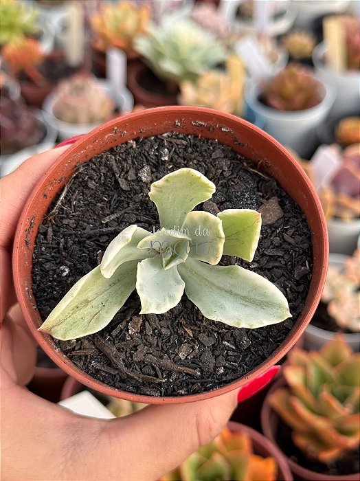 Echeveria japan moon river variegata (pouca raiz)