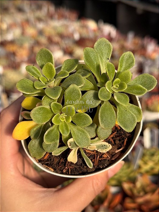 Aeonium domesticum variegata