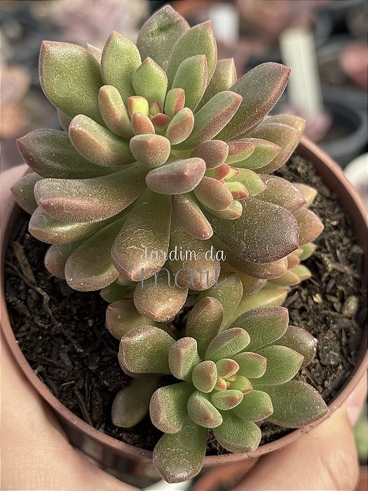 Sedum orange dreams