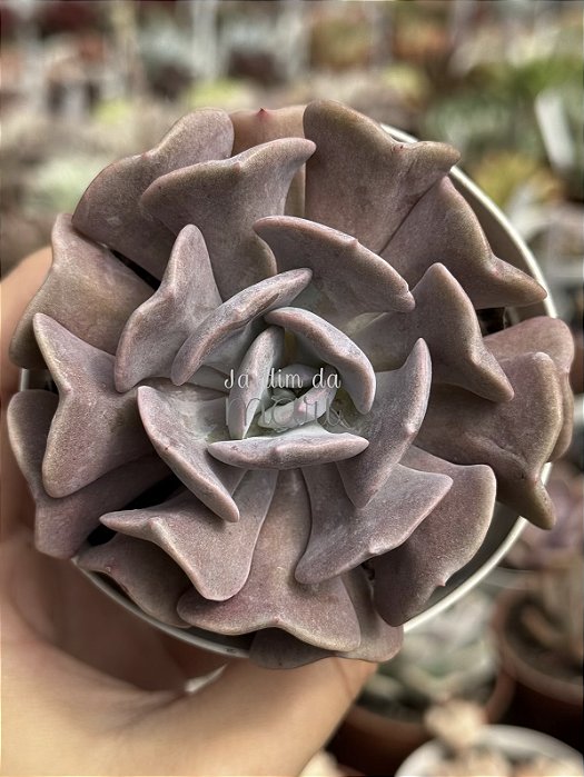 Echeveria cubic frost