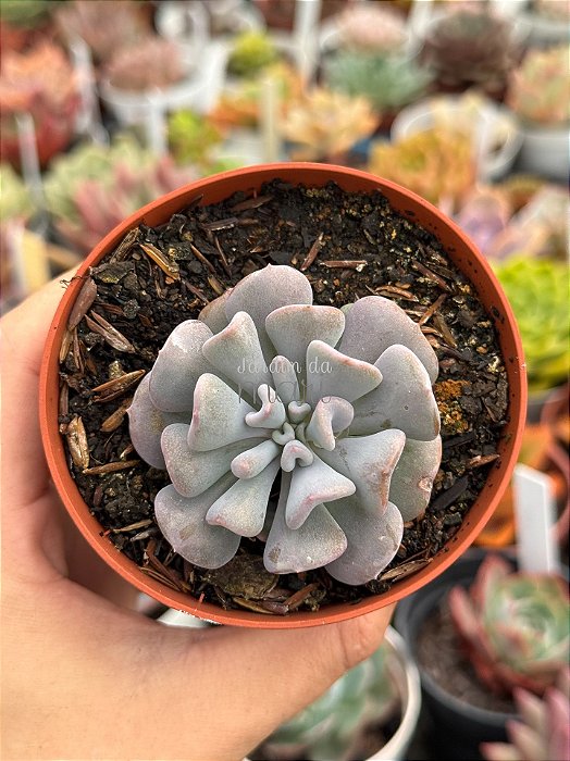 Echeveria cubic frost