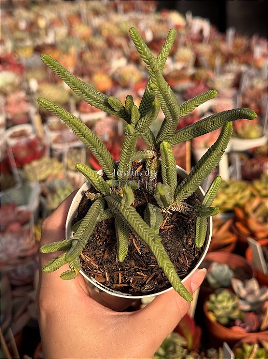 Crassula pyramidalis