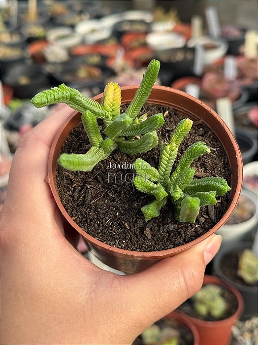 Crassula pyramidalis