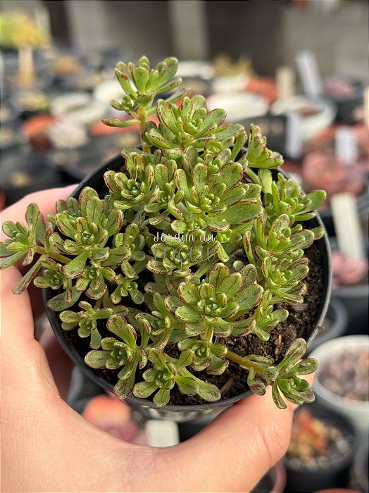 Aeonium sedifolium