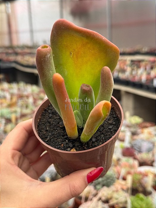 Kalanchoe oricula