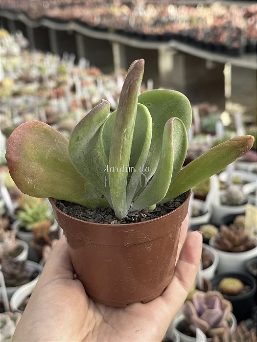 Kalanchoe oricula