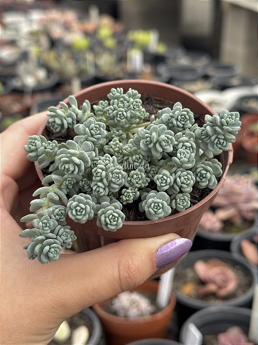 Sedum dasyphyllum major