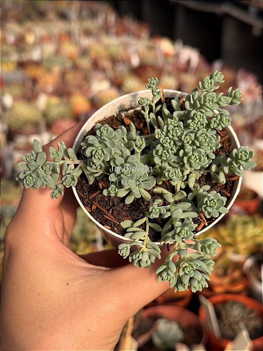 Sedum dasyphyllum major
