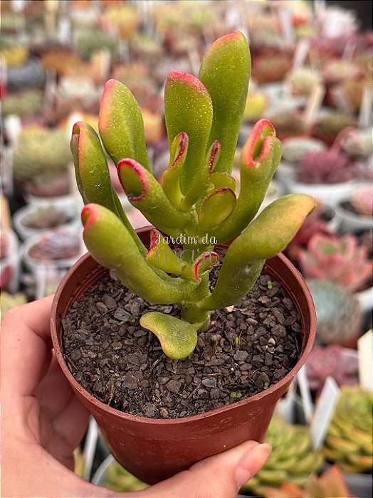 Crassula ovata (orelha de Fiona)