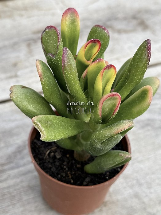 Crassula ovata (orelha de Fiona)