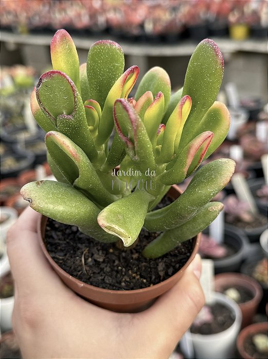 Crassula ovata (orelha de Fiona)