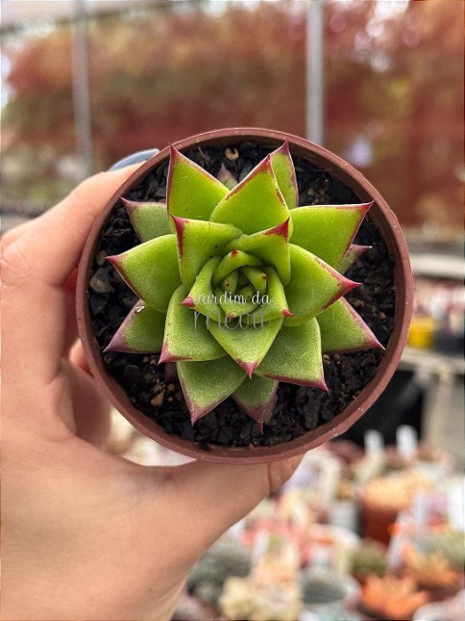 Echeveria agavoides lipstick