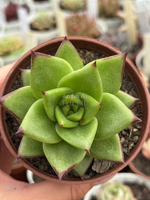 Echeveria agavoides lipstick