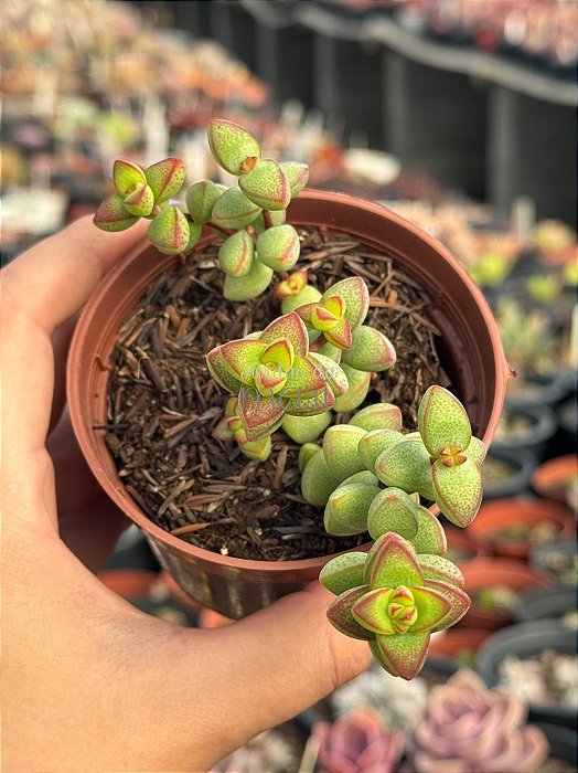 Crassula monticola