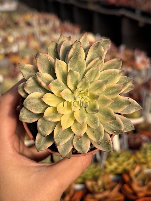 Echeveria green emerald variegata