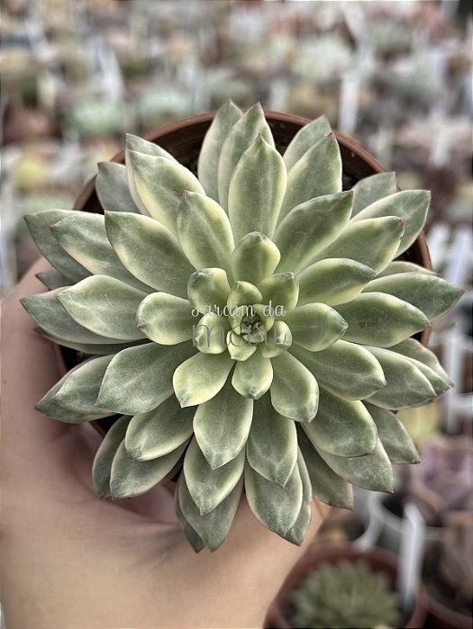 Echeveria green emerald