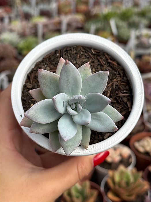 Pachyveria powder puff
